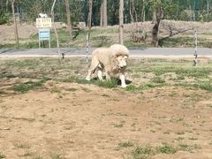-秦皇岛野生动物园