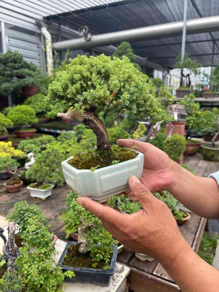 仙东花卉市场-"打卡仙东花卉市场,去什么植物园啊,真的让.