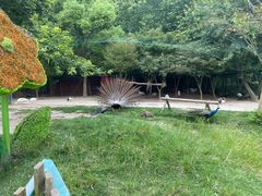 -东平国家森林公园