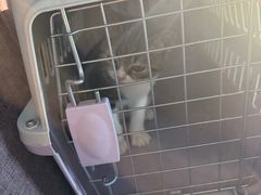 -圣宠动物医院·犬猫专科·影像中心·外科中心