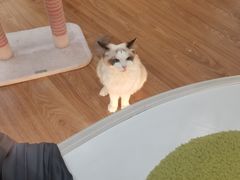 -COLOR PETS 撸猫馆·购猫·猫咖(长风大悦城店)