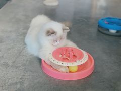 -瞄一喵猫咖(格力海岸店)