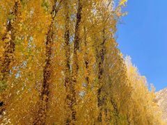 -百里山水画廊