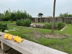 -南汇新场正宗水蜜桃采摘