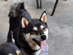 -柴犬高等学院·狗咖·柴犬售卖·宠物训练