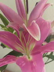 -薇薇安花系SPA