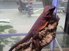 -酷以爬仙阁实体爬宠店·守宫·蜥蜴·专业繁育