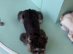 -怪兽屋·羊驼·猫咖·狗咖(俊华广场店)