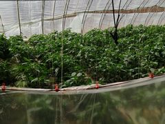 -万源龙顺度假庄园生态观光园