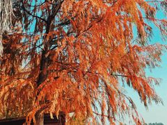 -上海海湾国家森林公园