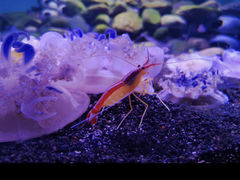 -瑞普利水族馆