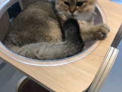 -飞行喵MR PILOT|猫舍·猫咖(静安大融城店)