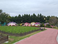 -荷兰花海