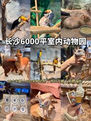 -Zoolung Zoolung动物主题公园(海信广场店)