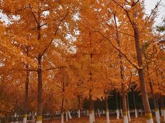 -大兴滨河森林公园