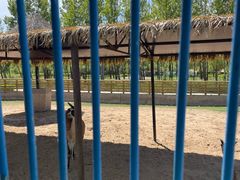 -鄂尔多斯野生动物园