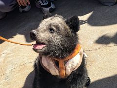 -西霞口神雕山野生动物世界