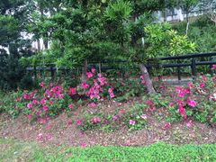 东莞市植物园-东莞植物园