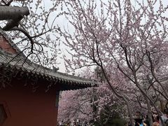 -桃花堤公园