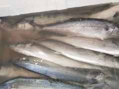 -四海蒸鲜蒸汽海鲜自助(北戴河店)