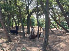 -西霞口神雕山野生动物世界