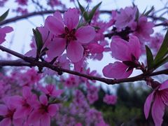 -东升八家郊野公园