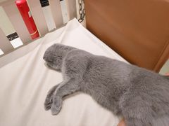 -藏猫猫咖啡主题馆(中央大道店)