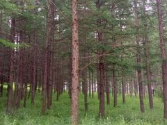 -塞罕坝国家级自然保护区