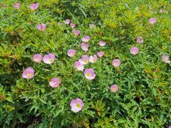 -重元寺香积厨素斋馆