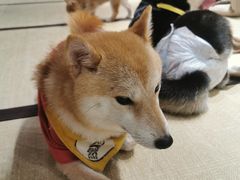 -逗柴咖啡屋·狗咖猫咖宠物桌游
