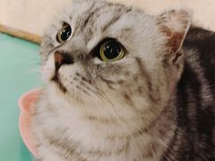 -萌喵咖啡屋(人民东路4号口M16商铺店)