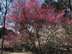 -杭州植物园