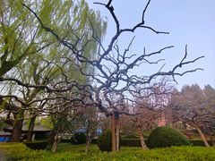 -团结湖公园