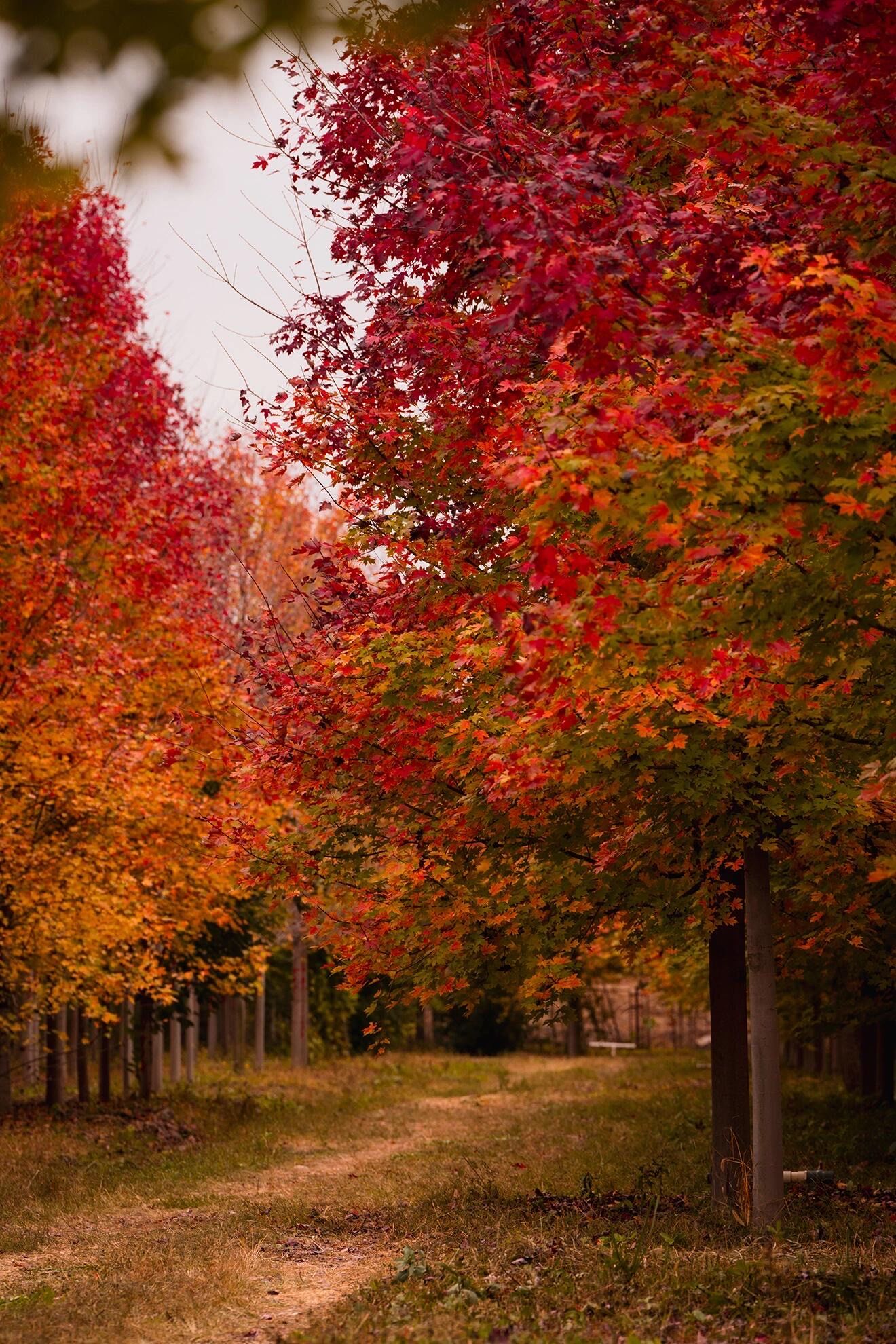 10.20海淀这片枫树林,没准能有人生大片