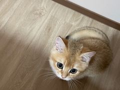 -飞行喵MR PILOT|猫舍·猫咖(静安大融城店)