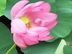 -羊亭河湿地公园