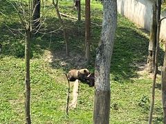 -中国大熊猫保护研究中心雅安碧峰峡基地