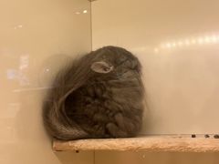 -龙猫仔乐园(惠福东路店)