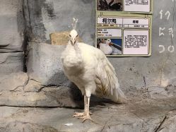 -Zoolung Zoolung动物主题公园(海信广场店)