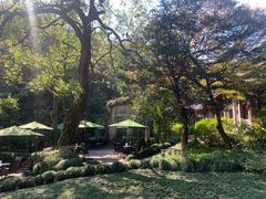 -十八棵（老龙井）御茶园(老龙井店)