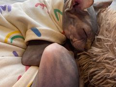 -藏猫猫咖啡主题馆(中央大道店)