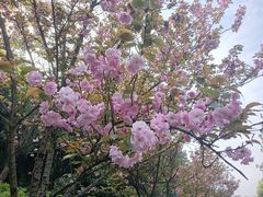 -金水泊山庄·花椒鸡(铁山坪店)