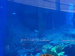 -迪拜水族馆及水下动物园