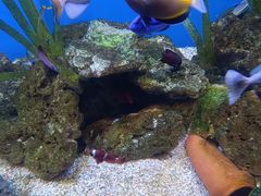 -芜湖新华联大白鲸海洋公园