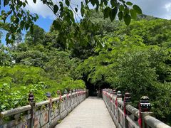 -西双版纳原始森林公园