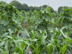 -上膳源有机农场