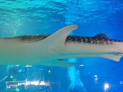 -烟台海昌鲸鲨海洋公园