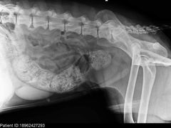 -爱牧宠物医院·猫专科·骨科·内窥镜(甪直店)