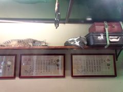 -猫咪博物馆(顶澳仔猫街店)