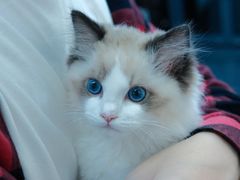 -小猫来了·猫舍(红山六九七九店)